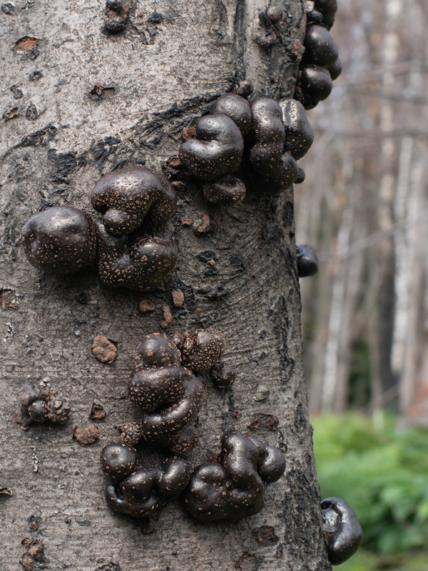 Daldinia vernicosa